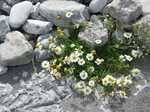 19197 Flowers on the beach.jpg